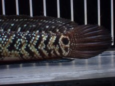 画像8: 【淡水魚】【通販】激レア No1 黒星鏨雷龍(Black diamond)【個体販売】(±11cm)(生体)(熱帯魚)NKO (8)