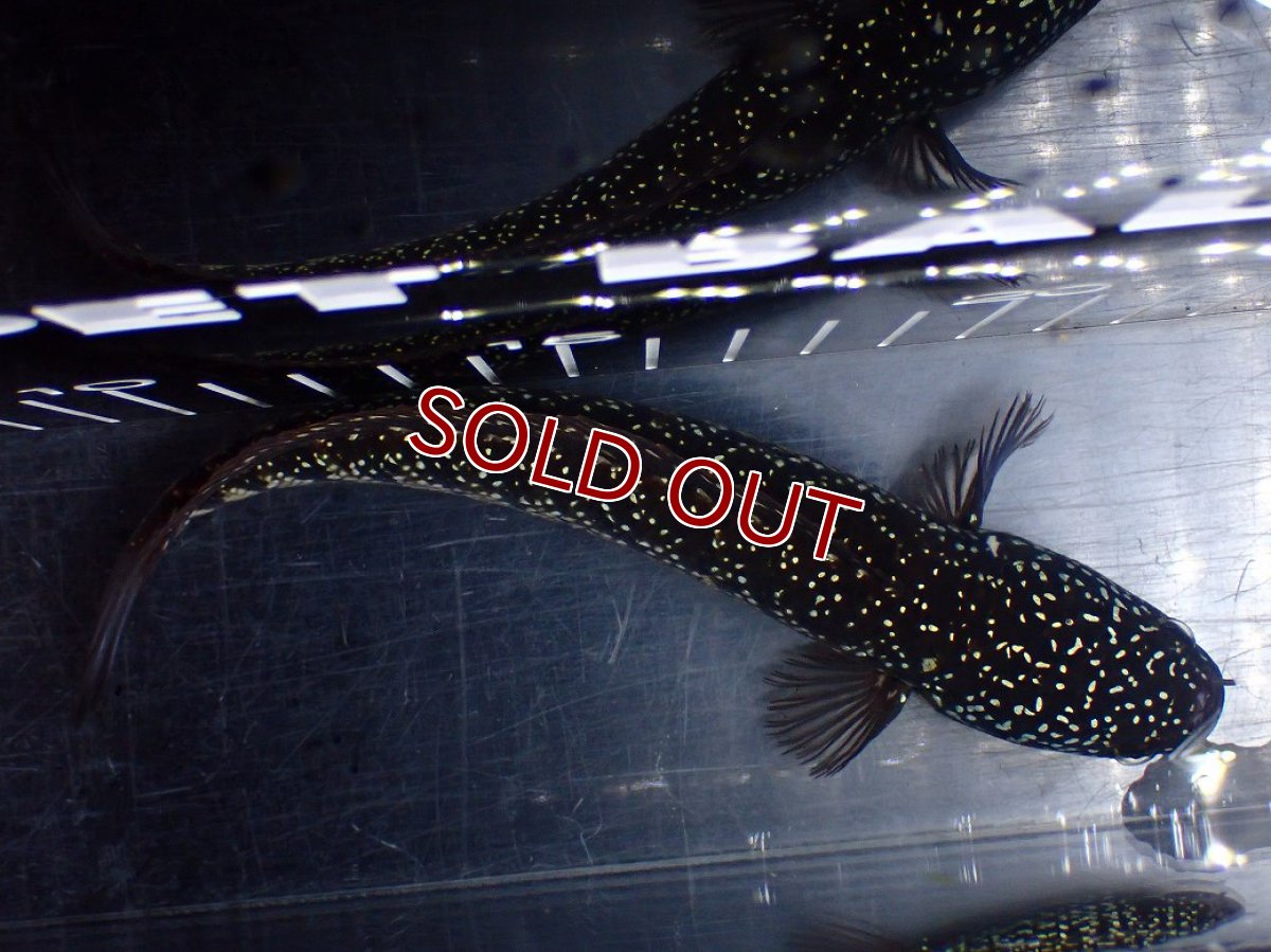 画像9: 【淡水魚】【通販】激レア No1 黒星鏨雷龍(Black diamond)【個体販売】(±11cm)(生体)(熱帯魚)NKO (9)