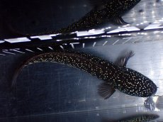 画像9: 【淡水魚】【通販】激レア No1 黒星鏨雷龍(Black diamond)【個体販売】(±11cm)(生体)(熱帯魚)NKO (9)