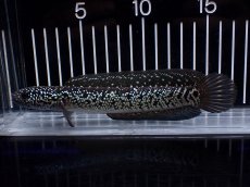 画像1: 【淡水魚】【通販】激レア No2 黒星鏨雷龍(Black diamond)【個体販売】(±11cm)(生体)(熱帯魚)NKO (1)