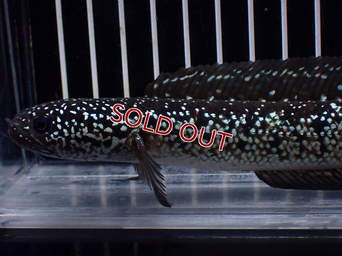 画像2: 【淡水魚】【通販】激レア No2 黒星鏨雷龍(Black diamond)【個体販売】(±11cm)(生体)(熱帯魚)NKO (2)