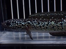 画像2: 【淡水魚】【通販】激レア No2 黒星鏨雷龍(Black diamond)【個体販売】(±11cm)(生体)(熱帯魚)NKO (2)