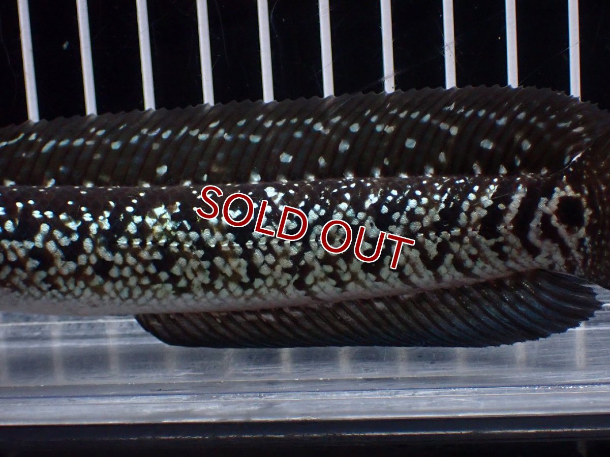 画像3: 【淡水魚】【通販】激レア No2 黒星鏨雷龍(Black diamond)【個体販売】(±11cm)(生体)(熱帯魚)NKO (3)