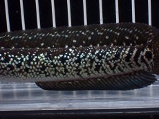 画像3: 【淡水魚】【通販】激レア No2 黒星鏨雷龍(Black diamond)【個体販売】(±11cm)(生体)(熱帯魚)NKO (3)