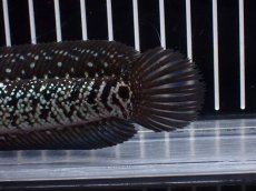 画像4: 【淡水魚】【通販】激レア No2 黒星鏨雷龍(Black diamond)【個体販売】(±11cm)(生体)(熱帯魚)NKO (4)
