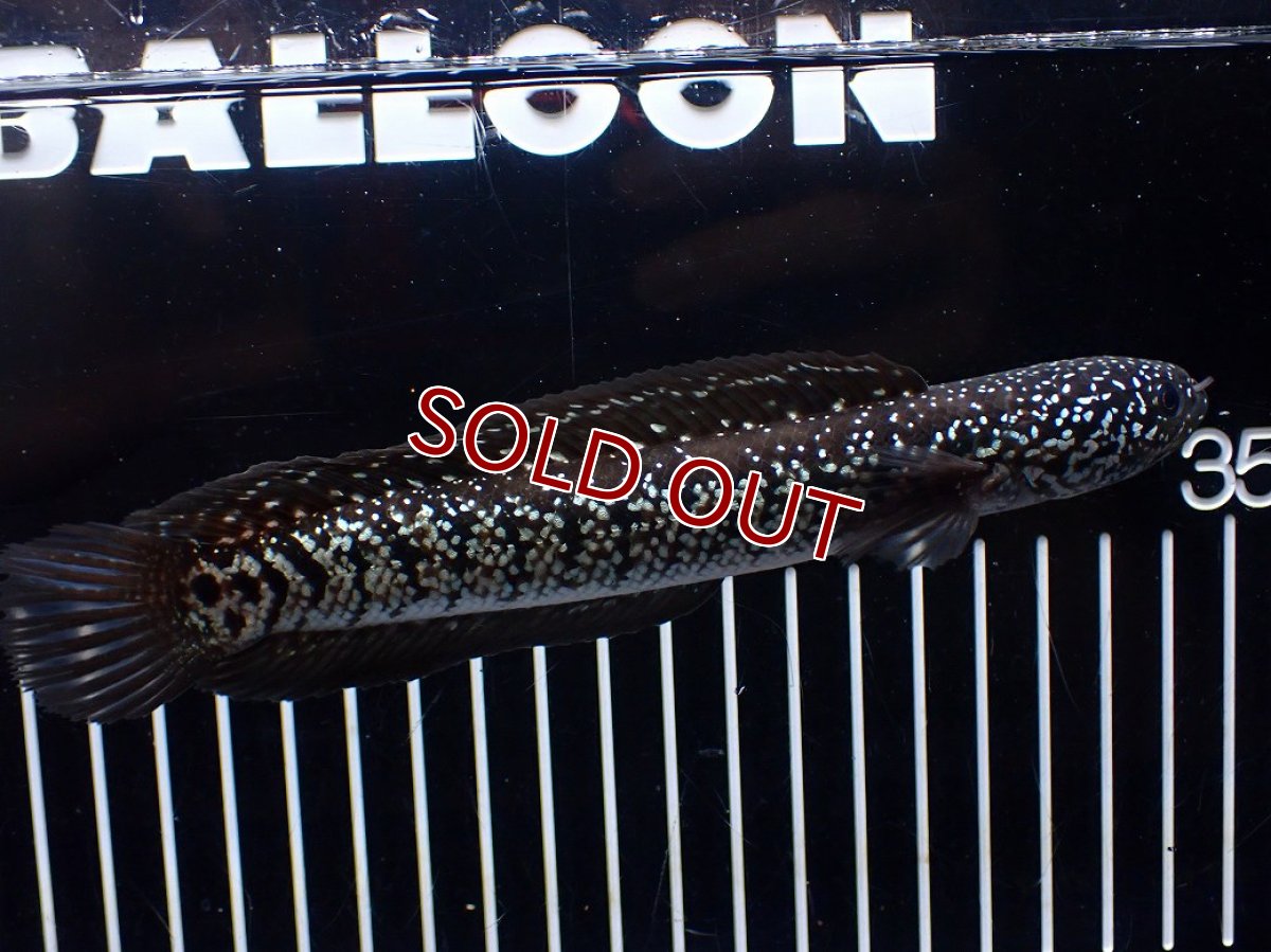 画像5: 【淡水魚】【通販】激レア No2 黒星鏨雷龍(Black diamond)【個体販売】(±11cm)(生体)(熱帯魚)NKO (5)