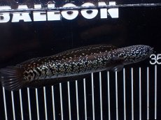 画像5: 【淡水魚】【通販】激レア No2 黒星鏨雷龍(Black diamond)【個体販売】(±11cm)(生体)(熱帯魚)NKO (5)
