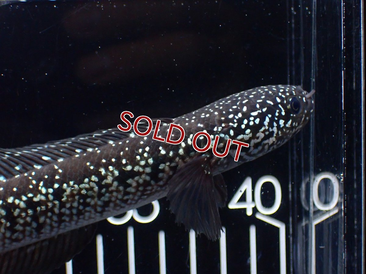 画像6: 【淡水魚】【通販】激レア No2 黒星鏨雷龍(Black diamond)【個体販売】(±11cm)(生体)(熱帯魚)NKO (6)