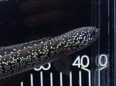 画像6: 【淡水魚】【通販】激レア No2 黒星鏨雷龍(Black diamond)【個体販売】(±11cm)(生体)(熱帯魚)NKO (6)