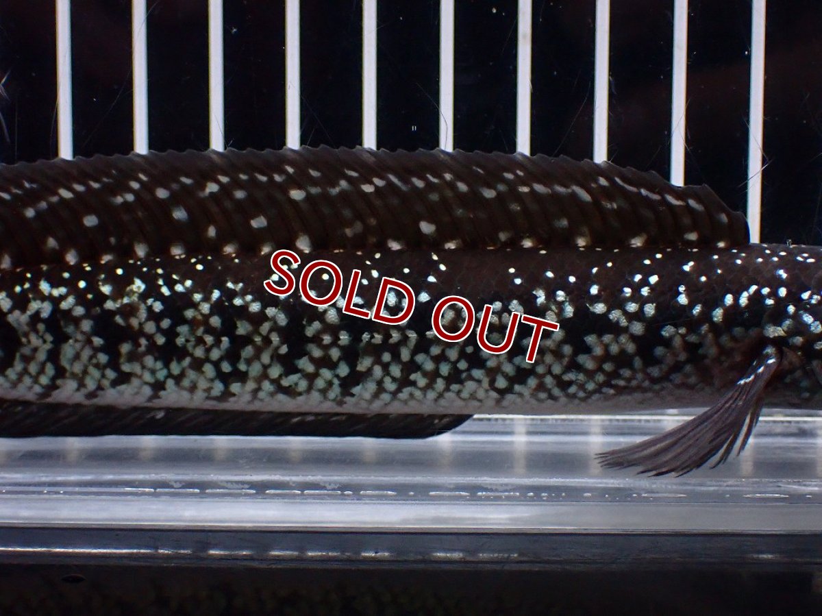 画像7: 【淡水魚】【通販】激レア No2 黒星鏨雷龍(Black diamond)【個体販売】(±11cm)(生体)(熱帯魚)NKO (7)