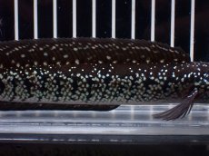 画像7: 【淡水魚】【通販】激レア No2 黒星鏨雷龍(Black diamond)【個体販売】(±11cm)(生体)(熱帯魚)NKO (7)