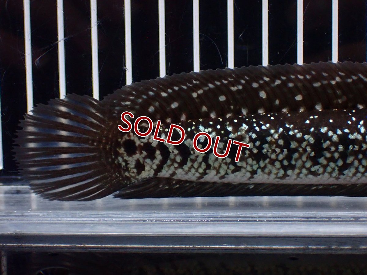 画像8: 【淡水魚】【通販】激レア No2 黒星鏨雷龍(Black diamond)【個体販売】(±11cm)(生体)(熱帯魚)NKO (8)