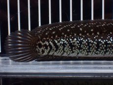 画像8: 【淡水魚】【通販】激レア No2 黒星鏨雷龍(Black diamond)【個体販売】(±11cm)(生体)(熱帯魚)NKO (8)