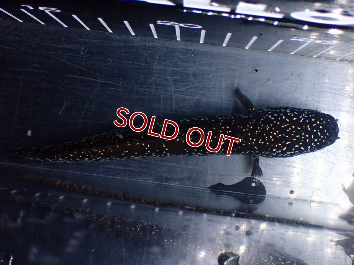 画像9: 【淡水魚】【通販】激レア No2 黒星鏨雷龍(Black diamond)【個体販売】(±11cm)(生体)(熱帯魚)NKO (9)