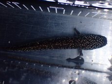 画像9: 【淡水魚】【通販】激レア No2 黒星鏨雷龍(Black diamond)【個体販売】(±11cm)(生体)(熱帯魚)NKO (9)