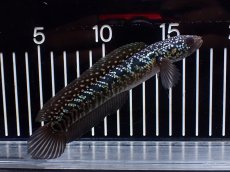 画像1: 【淡水魚】【通販】激レアNo1 吉丁雷龍(Jewel)【個体販売】(±15cm)(大型魚・スネークヘッド)(生体)(熱帯魚)NKO (1)