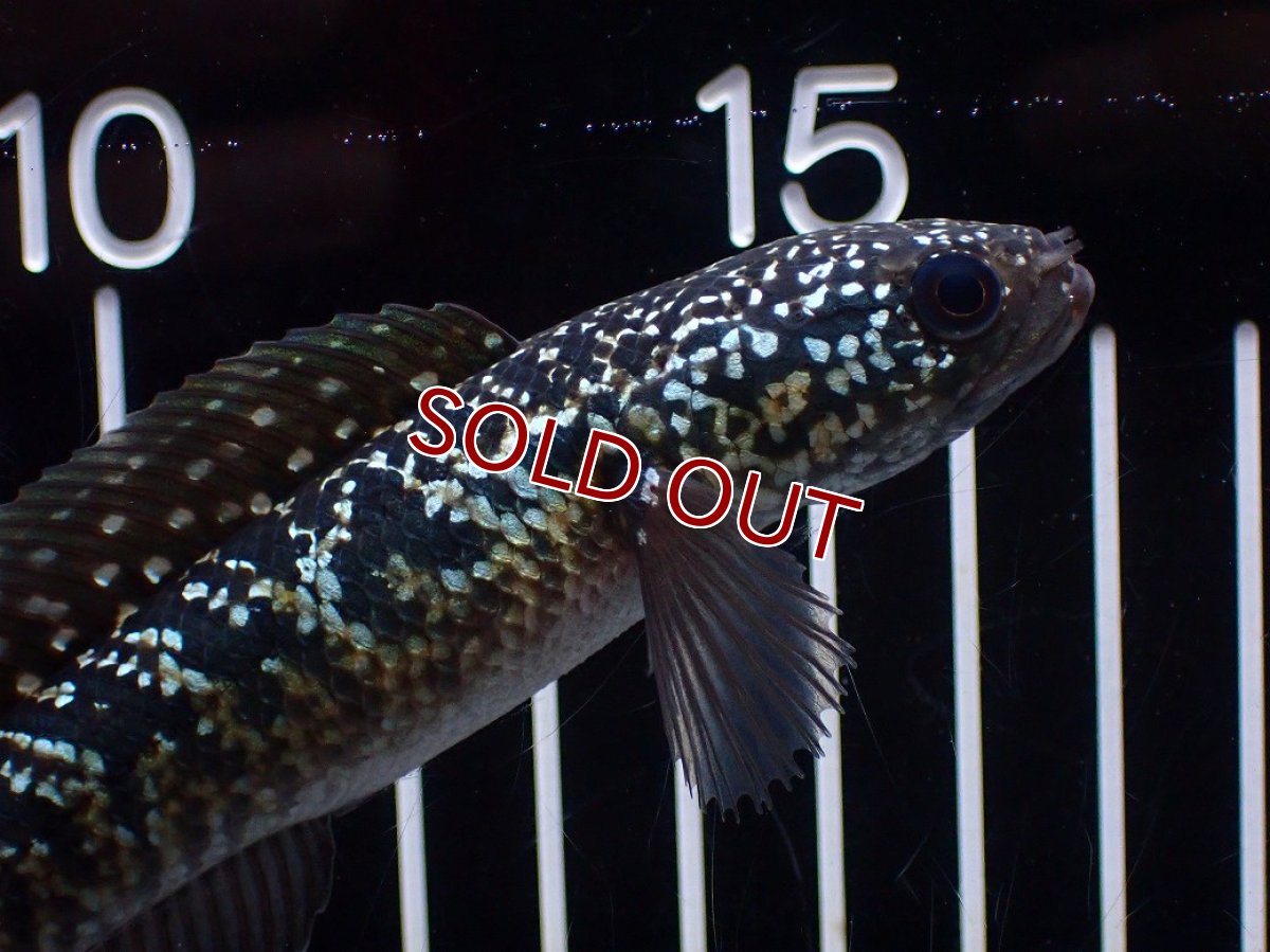 画像2: 【淡水魚】【通販】激レアNo1 吉丁雷龍(Jewel)【個体販売】(±15cm)(大型魚・スネークヘッド)(生体)(熱帯魚)NKO (2)