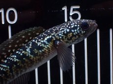 画像2: 【淡水魚】【通販】激レアNo1 吉丁雷龍(Jewel)【個体販売】(±15cm)(大型魚・スネークヘッド)(生体)(熱帯魚)NKO (2)
