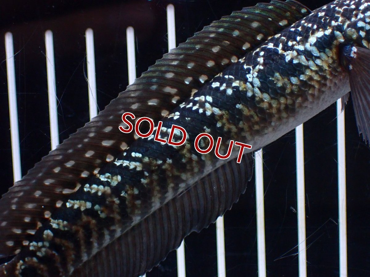 画像3: 【淡水魚】【通販】激レアNo1 吉丁雷龍(Jewel)【個体販売】(±15cm)(大型魚・スネークヘッド)(生体)(熱帯魚)NKO (3)