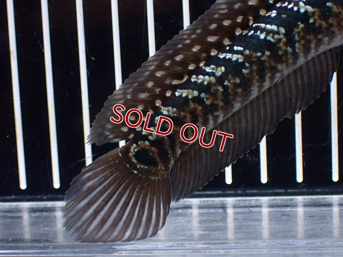 画像4: 【淡水魚】【通販】激レアNo1 吉丁雷龍(Jewel)【個体販売】(±15cm)(大型魚・スネークヘッド)(生体)(熱帯魚)NKO (4)