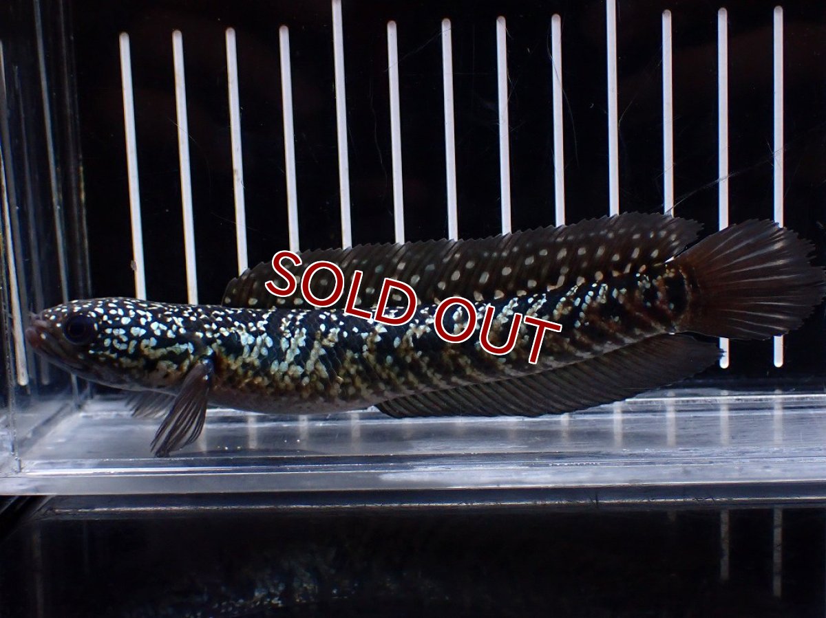 画像5: 【淡水魚】【通販】激レアNo1 吉丁雷龍(Jewel)【個体販売】(±15cm)(大型魚・スネークヘッド)(生体)(熱帯魚)NKO (5)