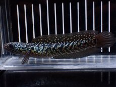 画像5: 【淡水魚】【通販】激レアNo1 吉丁雷龍(Jewel)【個体販売】(±15cm)(大型魚・スネークヘッド)(生体)(熱帯魚)NKO (5)