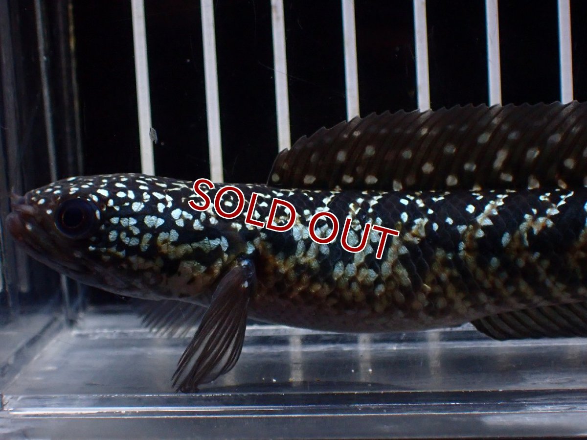 画像6: 【淡水魚】【通販】激レアNo1 吉丁雷龍(Jewel)【個体販売】(±15cm)(大型魚・スネークヘッド)(生体)(熱帯魚)NKO (6)