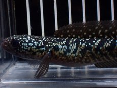 画像6: 【淡水魚】【通販】激レアNo1 吉丁雷龍(Jewel)【個体販売】(±15cm)(大型魚・スネークヘッド)(生体)(熱帯魚)NKO (6)