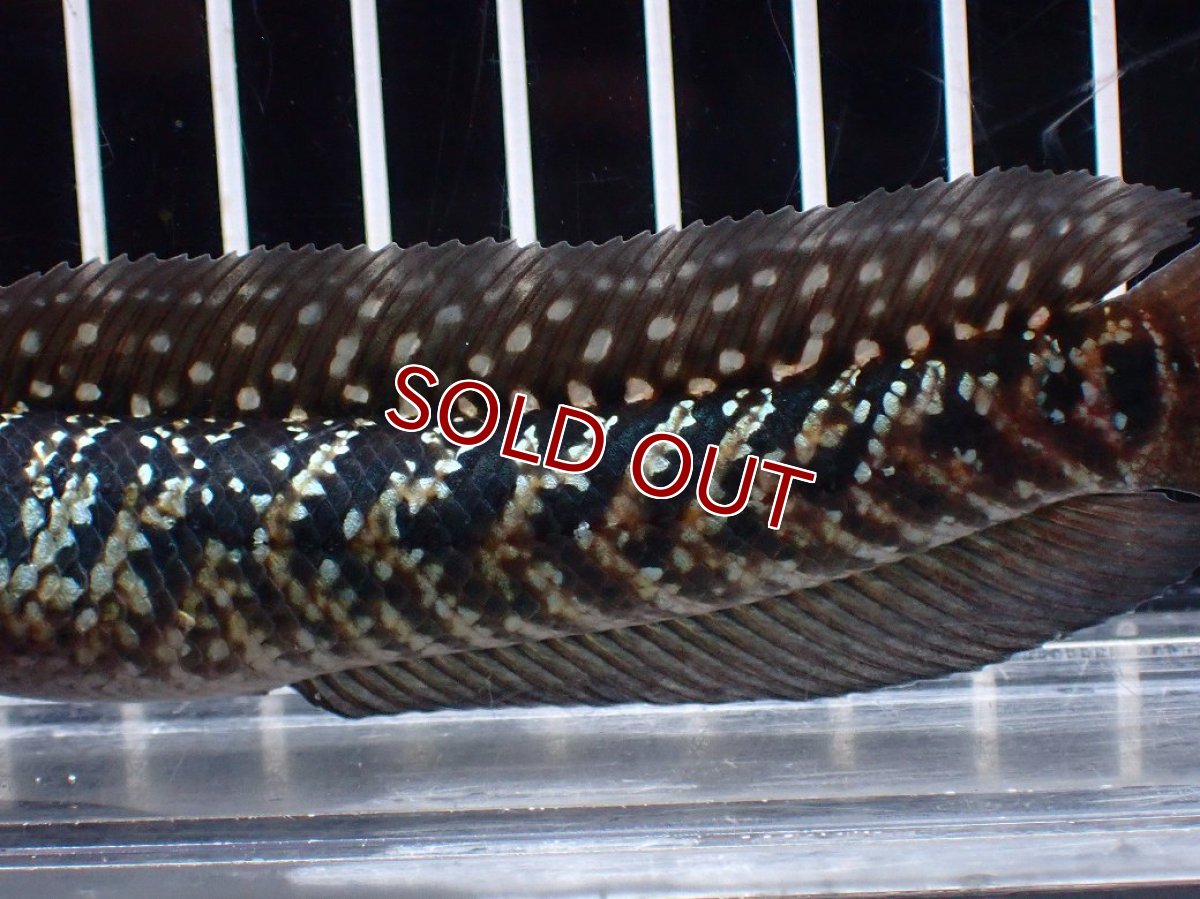 画像7: 【淡水魚】【通販】激レアNo1 吉丁雷龍(Jewel)【個体販売】(±15cm)(大型魚・スネークヘッド)(生体)(熱帯魚)NKO (7)