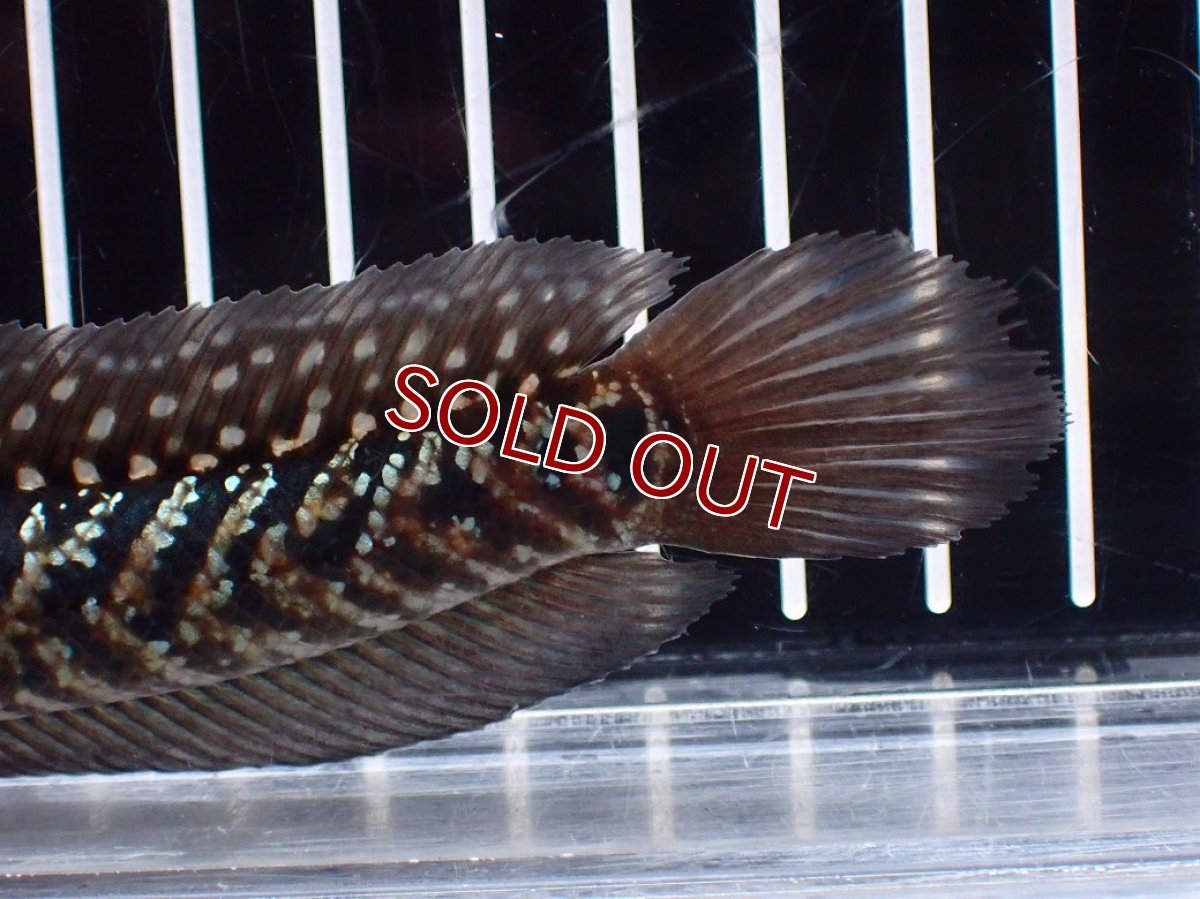 画像8: 【淡水魚】【通販】激レアNo1 吉丁雷龍(Jewel)【個体販売】(±15cm)(大型魚・スネークヘッド)(生体)(熱帯魚)NKO (8)