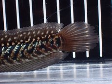 画像8: 【淡水魚】【通販】激レアNo1 吉丁雷龍(Jewel)【個体販売】(±15cm)(大型魚・スネークヘッド)(生体)(熱帯魚)NKO (8)