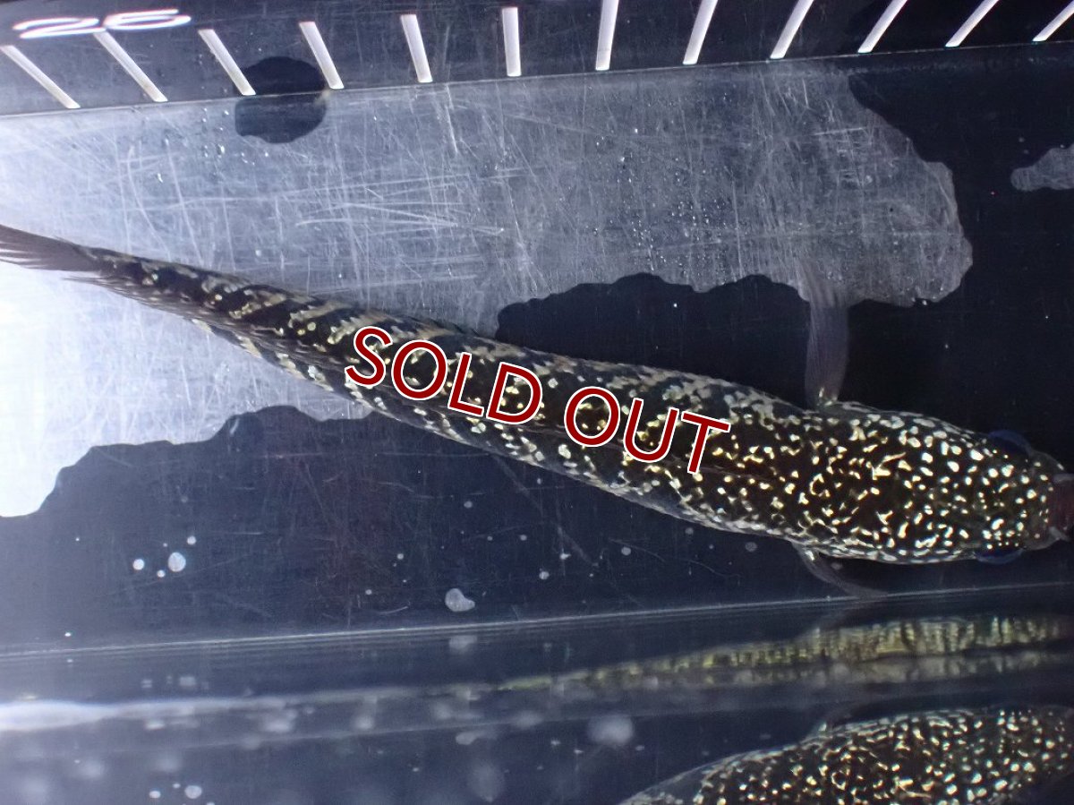 画像9: 【淡水魚】【通販】激レアNo1 吉丁雷龍(Jewel)【個体販売】(±15cm)(大型魚・スネークヘッド)(生体)(熱帯魚)NKO (9)