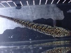 画像9: 【淡水魚】【通販】激レアNo1 吉丁雷龍(Jewel)【個体販売】(±15cm)(大型魚・スネークヘッド)(生体)(熱帯魚)NKO (9)