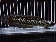 画像1: 【淡水魚】【通販】激レアNo2 吉丁雷龍(Jewel)【個体販売】(±15cm)(大型魚・スネークヘッド)(生体)(熱帯魚)NKO (1)