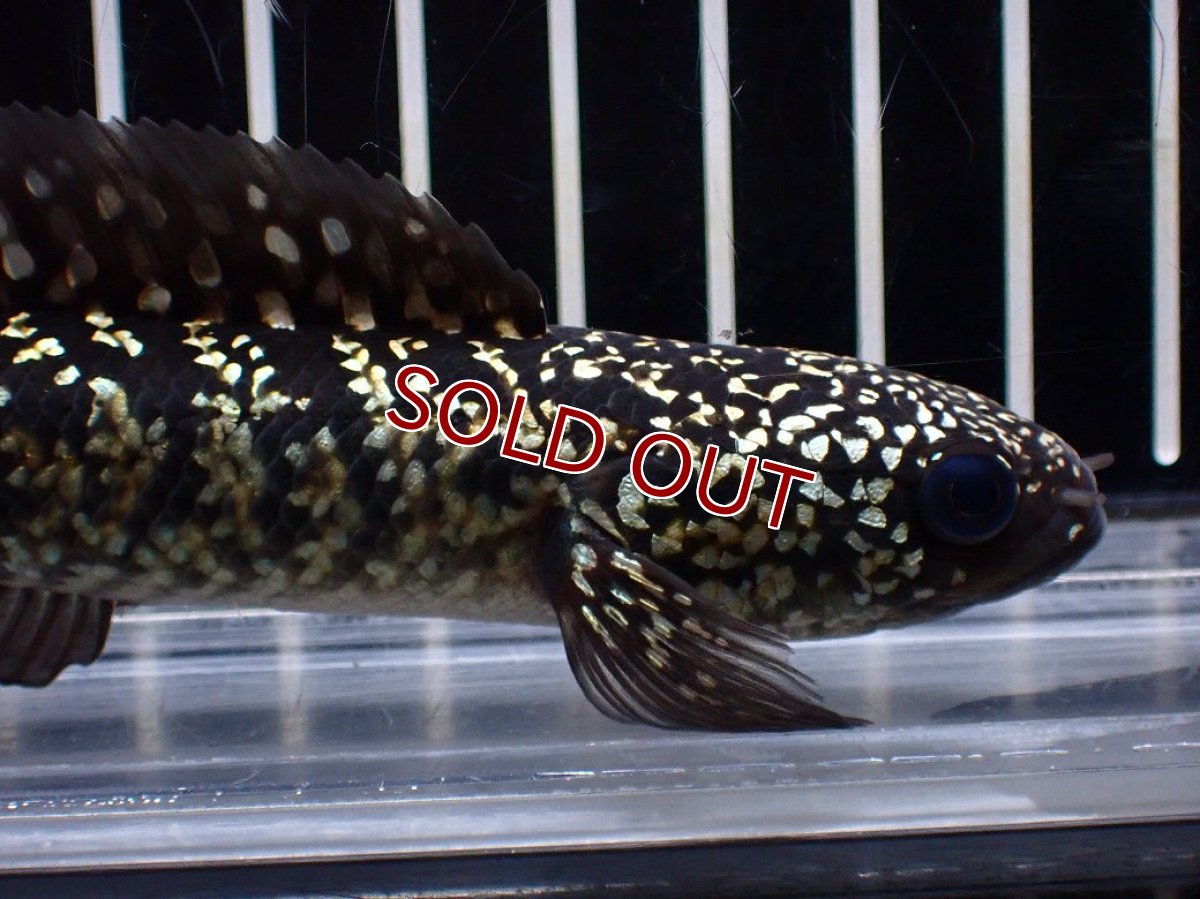 画像2: 【淡水魚】【通販】激レアNo2 吉丁雷龍(Jewel)【個体販売】(±15cm)(大型魚・スネークヘッド)(生体)(熱帯魚)NKO (2)