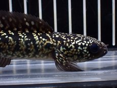 画像2: 【淡水魚】【通販】激レアNo2 吉丁雷龍(Jewel)【個体販売】(±15cm)(大型魚・スネークヘッド)(生体)(熱帯魚)NKO (2)
