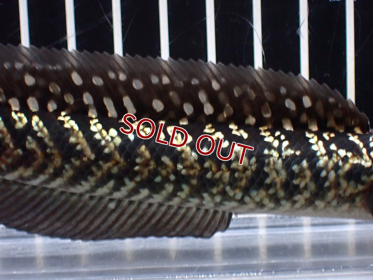 画像3: 【淡水魚】【通販】激レアNo2 吉丁雷龍(Jewel)【個体販売】(±15cm)(大型魚・スネークヘッド)(生体)(熱帯魚)NKO (3)