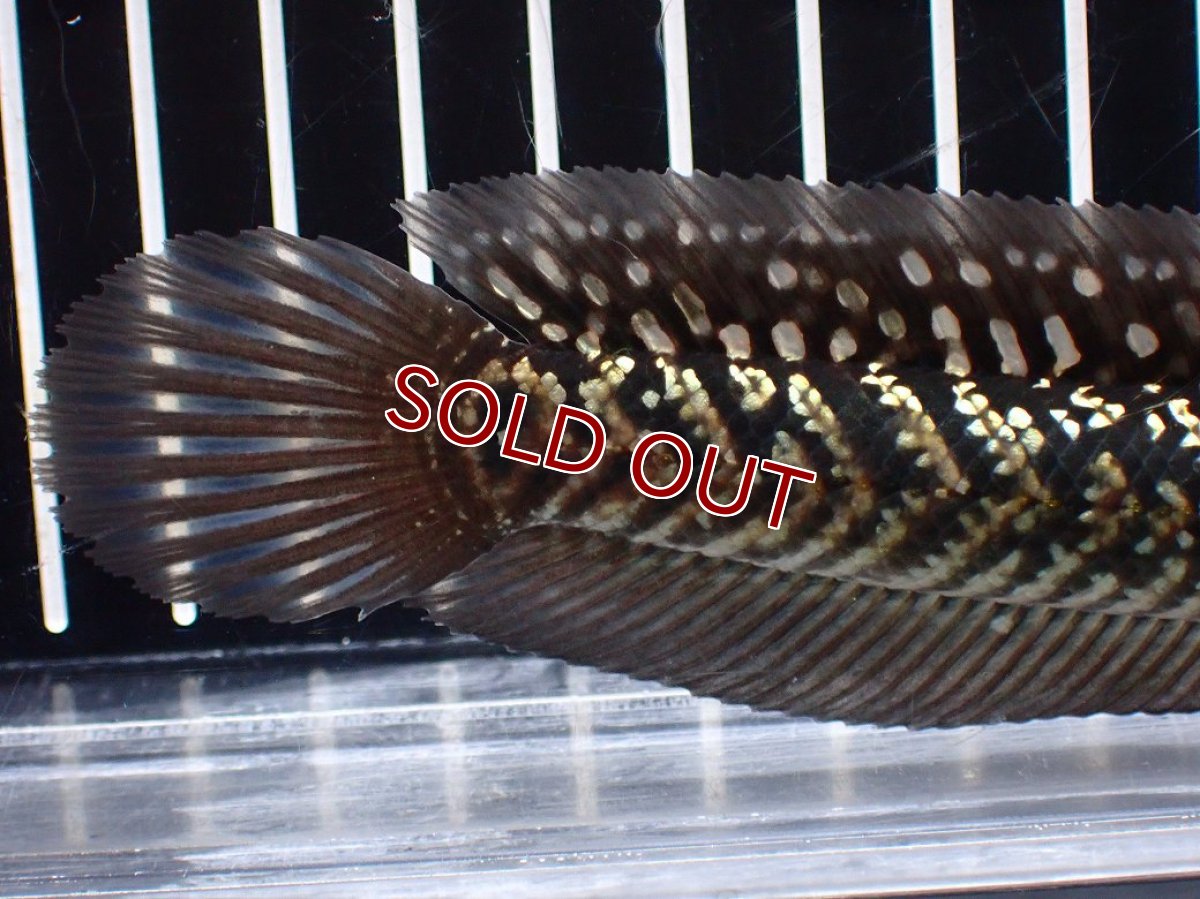 画像4: 【淡水魚】【通販】激レアNo2 吉丁雷龍(Jewel)【個体販売】(±15cm)(大型魚・スネークヘッド)(生体)(熱帯魚)NKO (4)