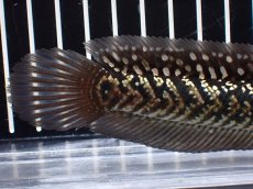 画像4: 【淡水魚】【通販】激レアNo2 吉丁雷龍(Jewel)【個体販売】(±15cm)(大型魚・スネークヘッド)(生体)(熱帯魚)NKO (4)