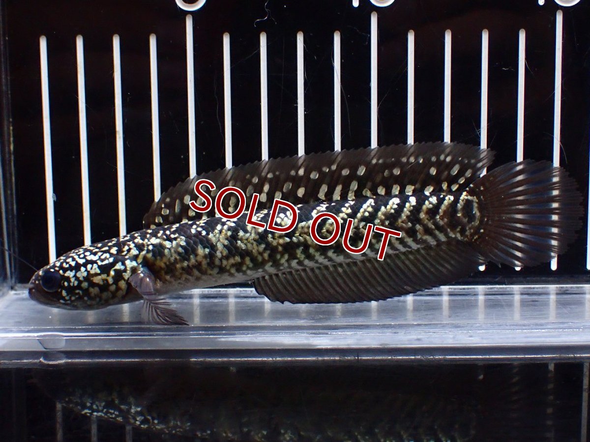 画像5: 【淡水魚】【通販】激レアNo2 吉丁雷龍(Jewel)【個体販売】(±15cm)(大型魚・スネークヘッド)(生体)(熱帯魚)NKO (5)