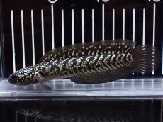 画像5: 【淡水魚】【通販】激レアNo2 吉丁雷龍(Jewel)【個体販売】(±15cm)(大型魚・スネークヘッド)(生体)(熱帯魚)NKO (5)