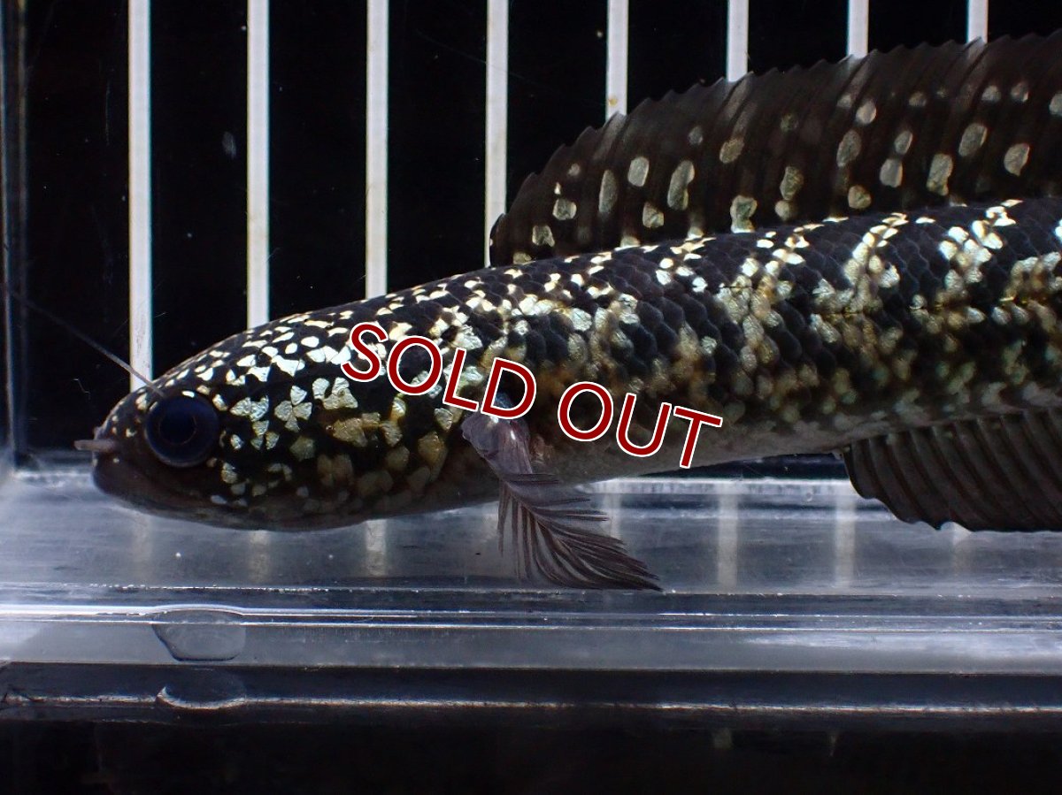 画像6: 【淡水魚】【通販】激レアNo2 吉丁雷龍(Jewel)【個体販売】(±15cm)(大型魚・スネークヘッド)(生体)(熱帯魚)NKO (6)