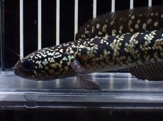 画像6: 【淡水魚】【通販】激レアNo2 吉丁雷龍(Jewel)【個体販売】(±15cm)(大型魚・スネークヘッド)(生体)(熱帯魚)NKO (6)