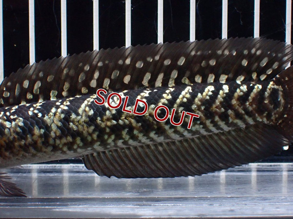 画像7: 【淡水魚】【通販】激レアNo2 吉丁雷龍(Jewel)【個体販売】(±15cm)(大型魚・スネークヘッド)(生体)(熱帯魚)NKO (7)