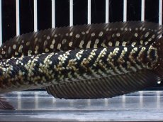 画像7: 【淡水魚】【通販】激レアNo2 吉丁雷龍(Jewel)【個体販売】(±15cm)(大型魚・スネークヘッド)(生体)(熱帯魚)NKO (7)