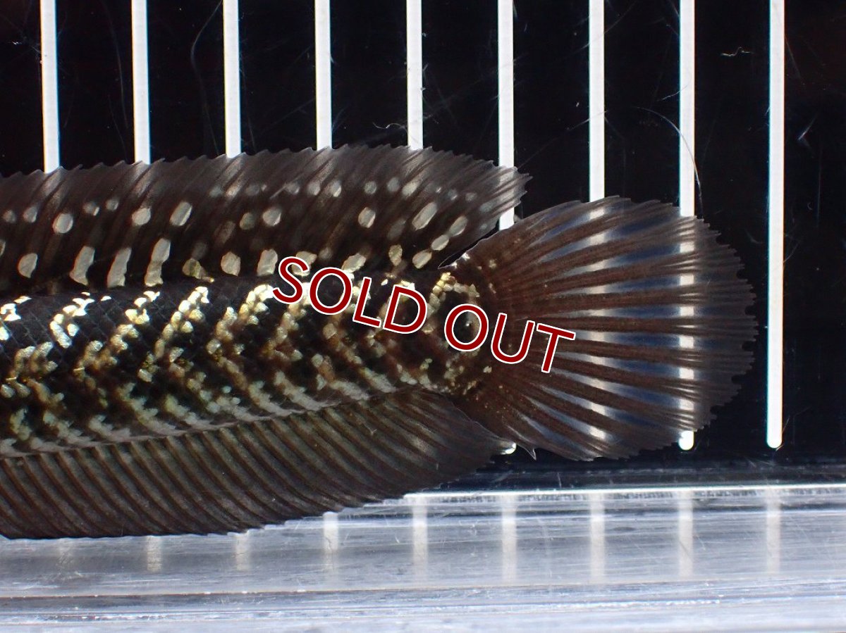 画像8: 【淡水魚】【通販】激レアNo2 吉丁雷龍(Jewel)【個体販売】(±15cm)(大型魚・スネークヘッド)(生体)(熱帯魚)NKO (8)