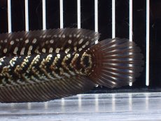 画像8: 【淡水魚】【通販】激レアNo2 吉丁雷龍(Jewel)【個体販売】(±15cm)(大型魚・スネークヘッド)(生体)(熱帯魚)NKO (8)