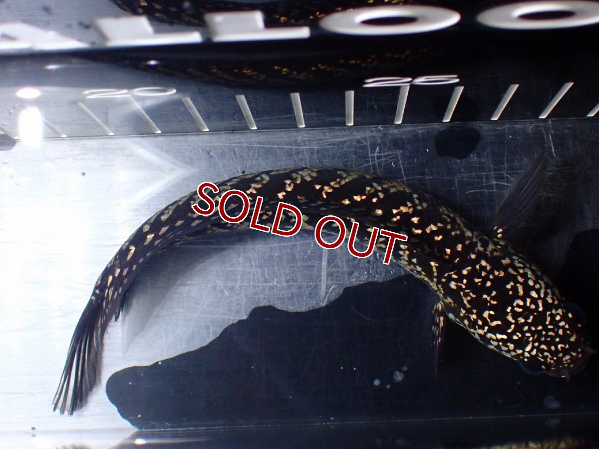 画像9: 【淡水魚】【通販】激レアNo2 吉丁雷龍(Jewel)【個体販売】(±15cm)(大型魚・スネークヘッド)(生体)(熱帯魚)NKO (9)