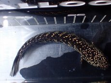 画像9: 【淡水魚】【通販】激レアNo2 吉丁雷龍(Jewel)【個体販売】(±15cm)(大型魚・スネークヘッド)(生体)(熱帯魚)NKO (9)