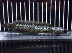 画像1: 【淡水魚】【通販】激レア No1 火山雷龍(Fire mountain)【個体販売】(±13cm)(生体)(熱帯魚)NKO (1)